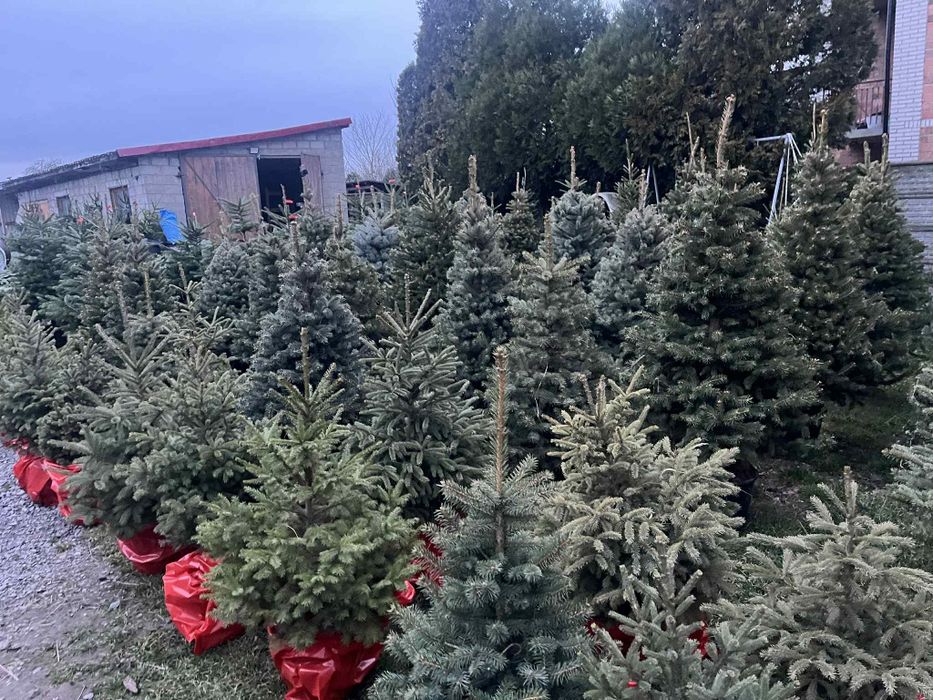 Choinki cięte i w doniczkach Jodła kaukaska świerk srebrny