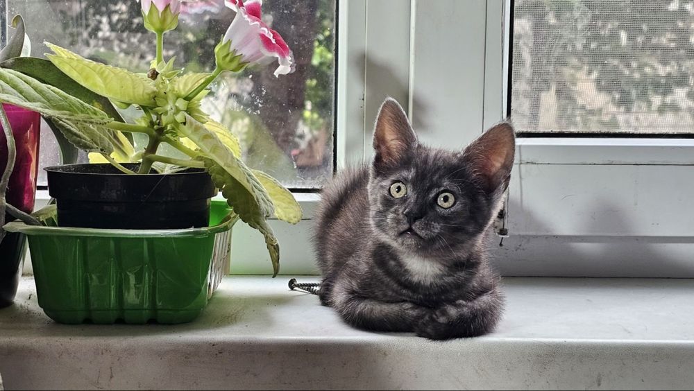 Кошенята мишоловки