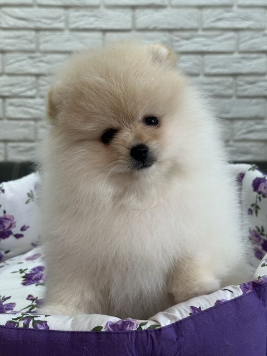 Кремовый шикардосик. Девочка померанского шпица.