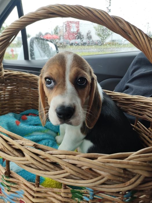 Beagle piesek trikolor