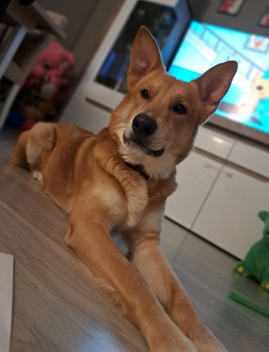 Oddam pieska w dobre ręce.