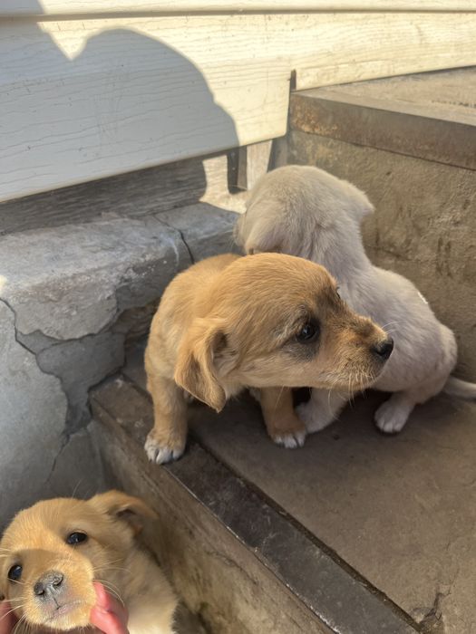 Цуценята , хлопчик і дівчинка , віддам в хороші руки!!
