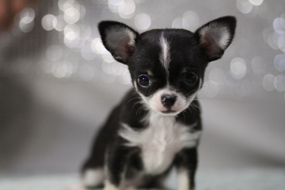 *** Chihuahua MINI***