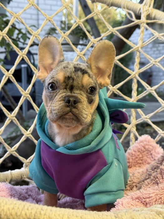 Французький бульдог