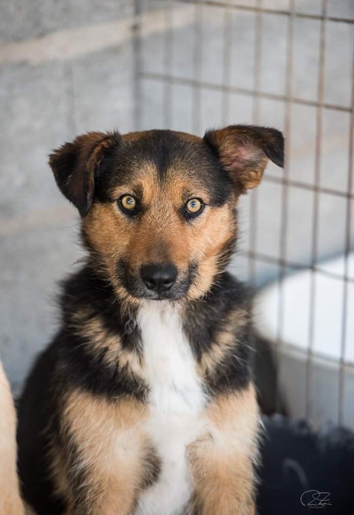 Alfredo- cachorro de porte pequeno para adoção