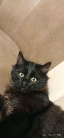 Котенок ,кошечка черная,три месяца