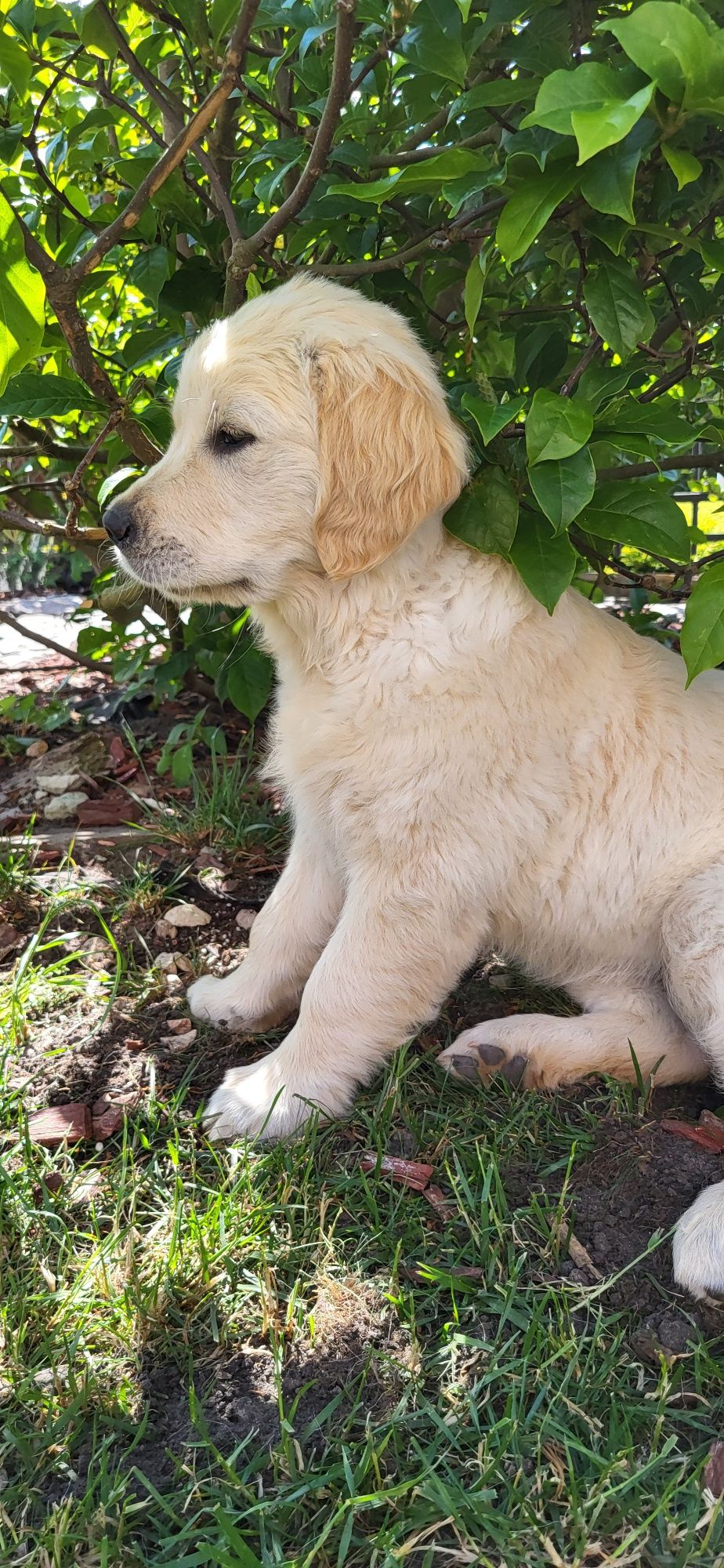 Ostatnia suczka Golden Retriever czeka na nowy dom