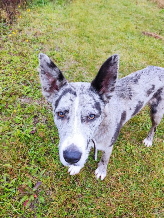 Uroczy Pedro szuka domu