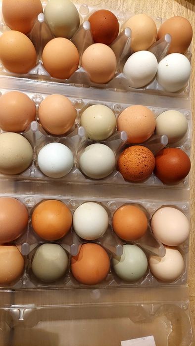 Jaja lęgowe kur różnych ras