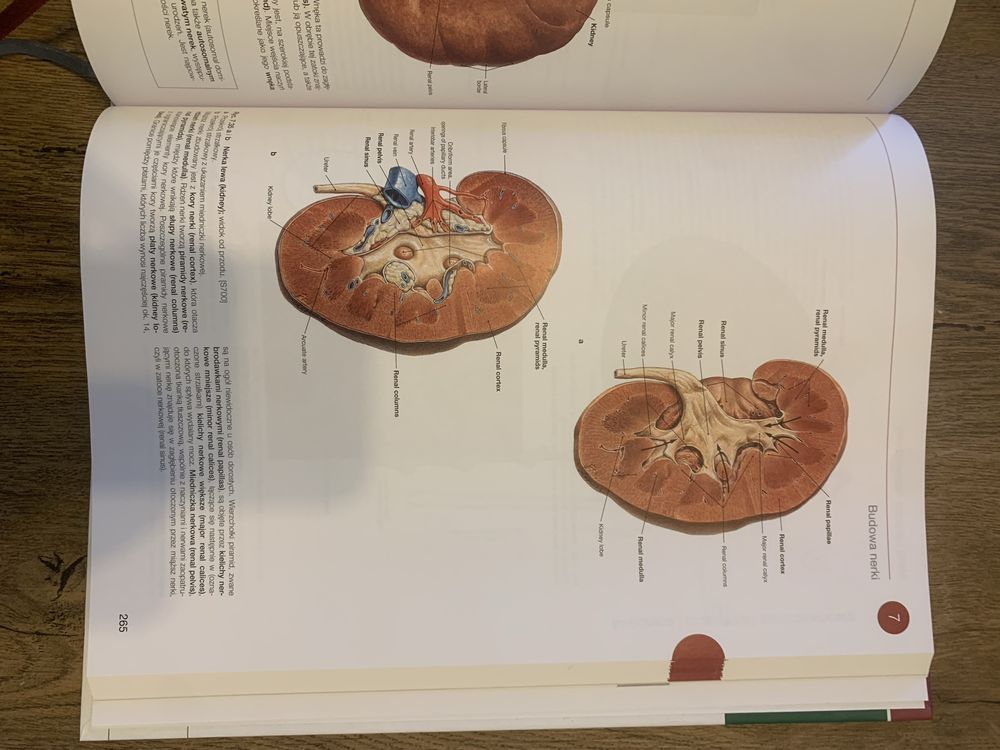 Sobotta atlasy anatomiczne komplet stan idealny