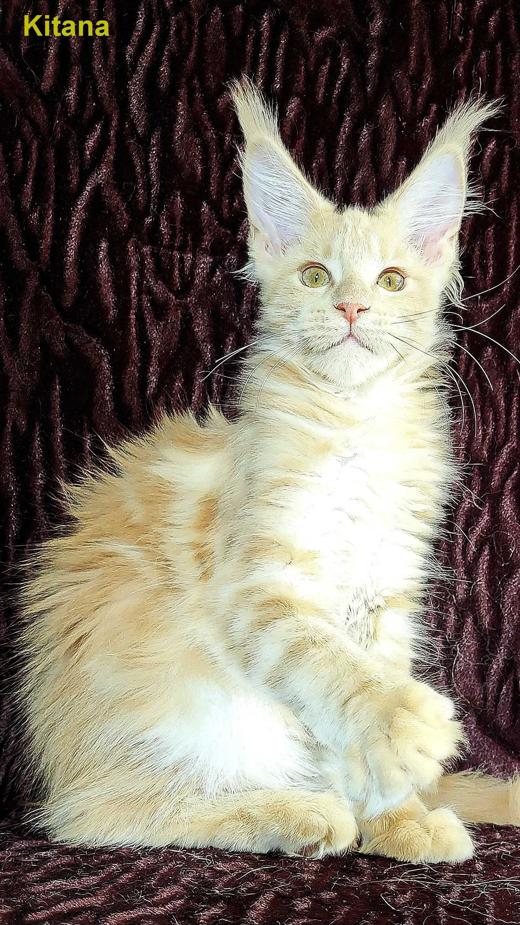 Шикарные котята из питомника