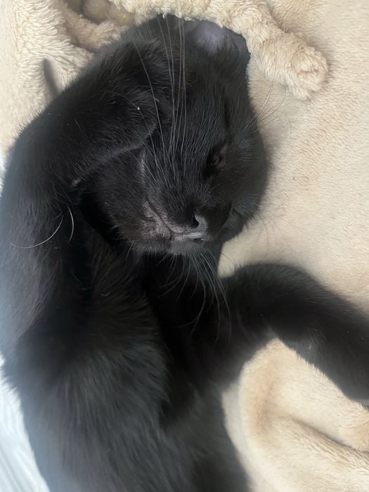 Adoção responsável Lucy