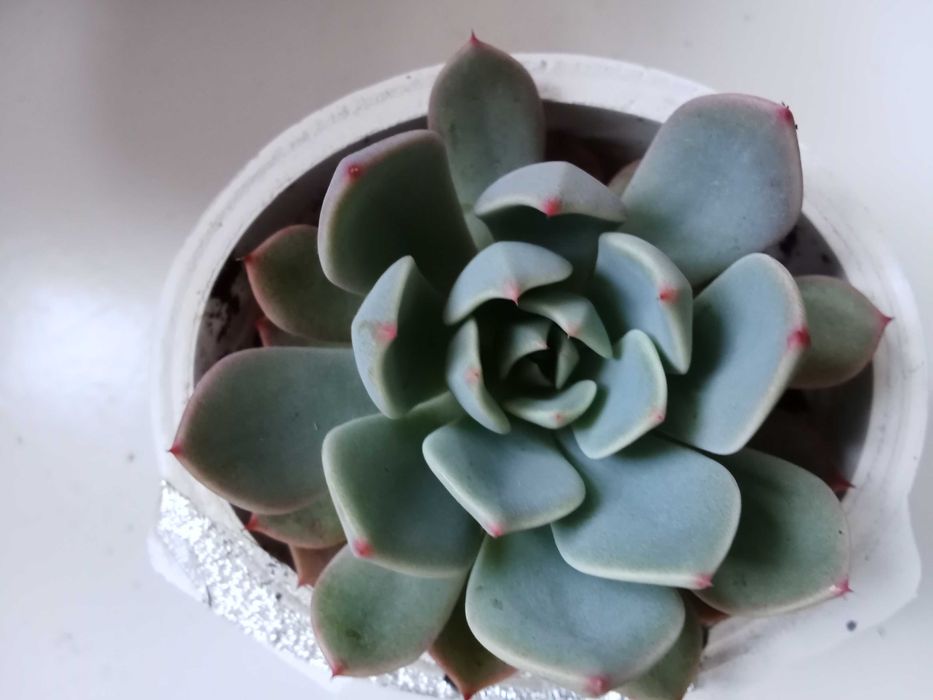 Suculentas variadas
