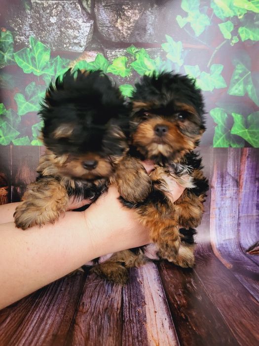 Хлопчик та дівчинка міні