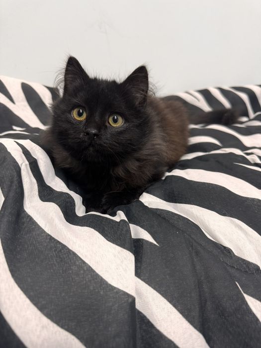 Бруно шукає родину