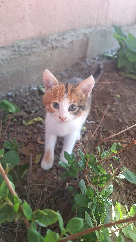Ищу семью для котят