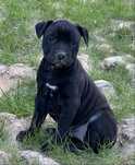 Apbt american pit bull terrier