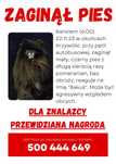 Zaginął pies rasy pomeranian