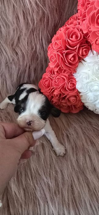 Cavalier king charles spaniel badania genetyczne