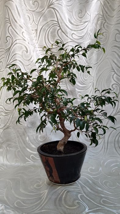 Продам Фикус  Вианди