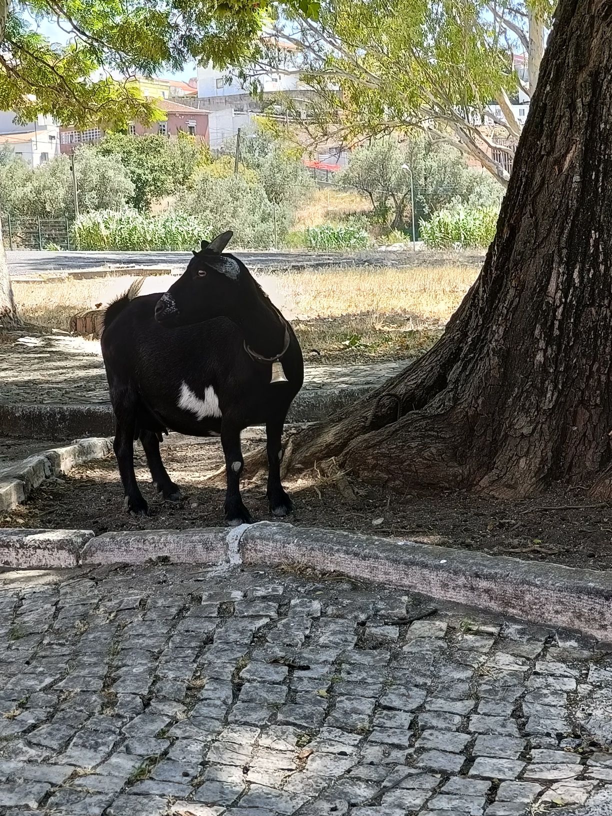 Cabra anã mais dois filhotes já independentes