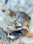 Coelhos anoes Viana do Castelo