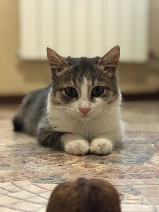 віддам кіцюню безкоштовно