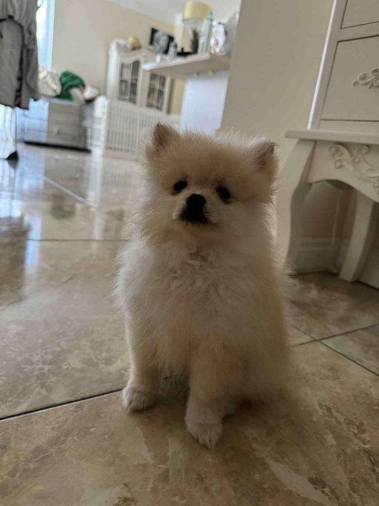 Szpic miniaturowy pomeranian miś xs krem słodziak