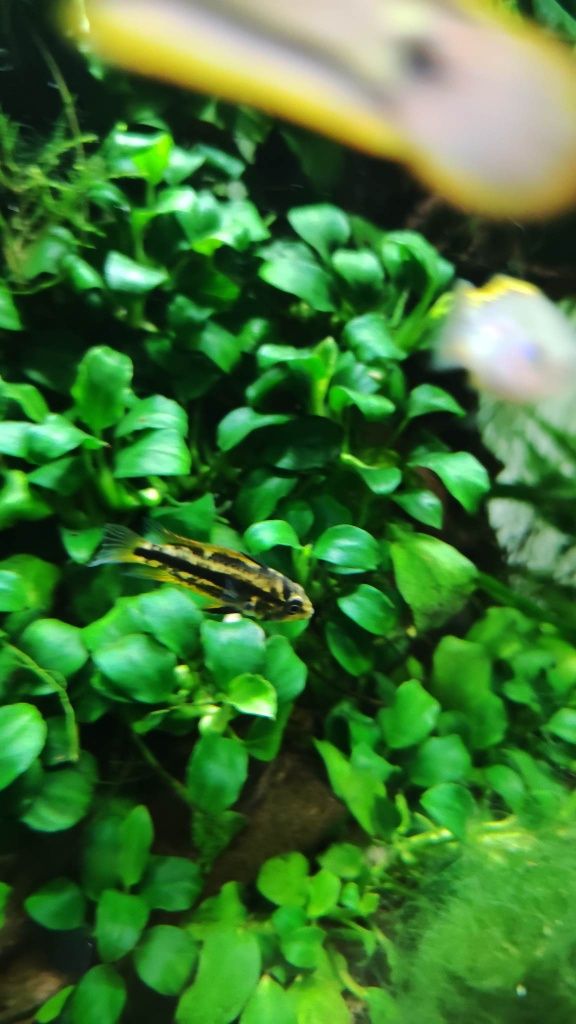 Anubias roślinka na korzeń