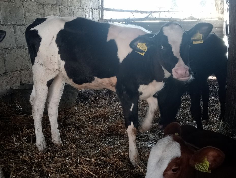 Byczek jałówki cielaki