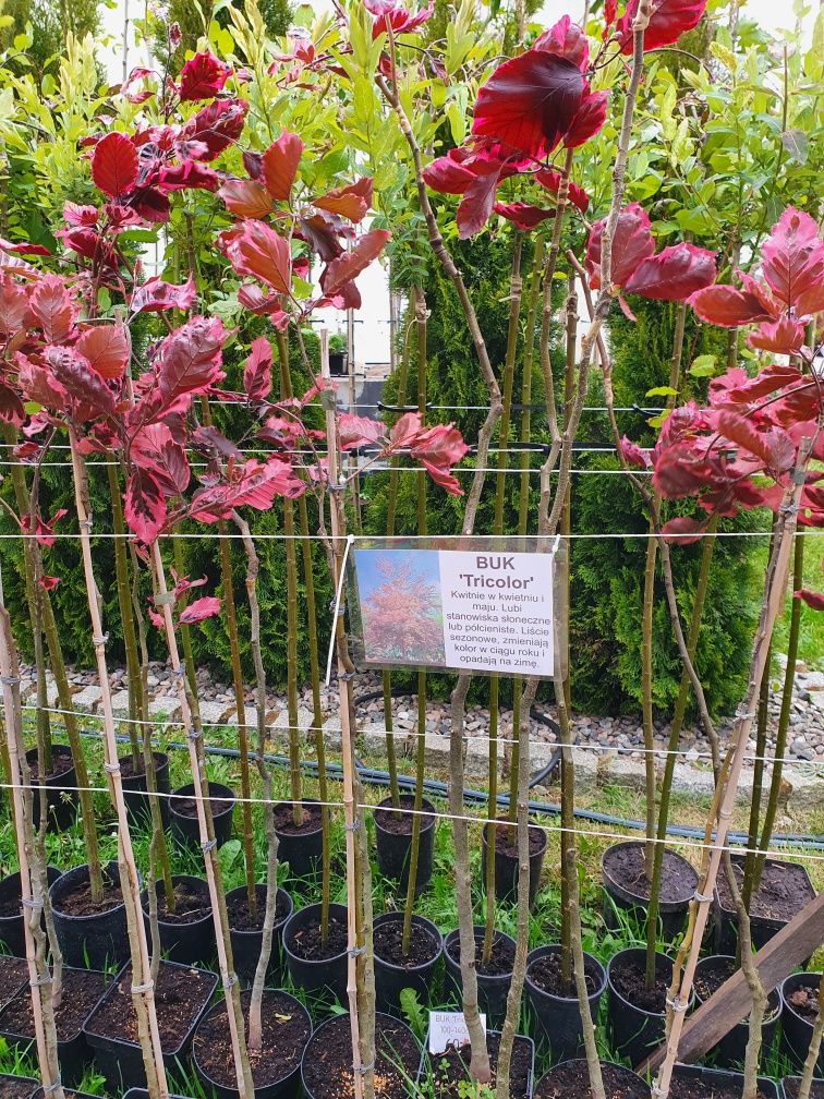 Buk tricolor  purple fountain fagus sylvatica