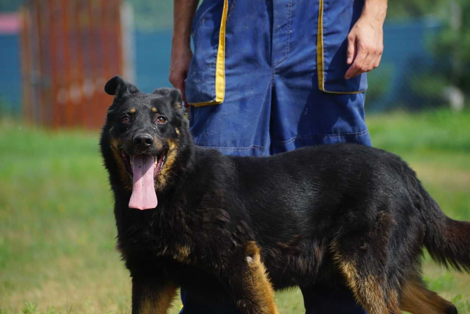 Brutus szuka domu -schrnisko Jasionka -aktualne