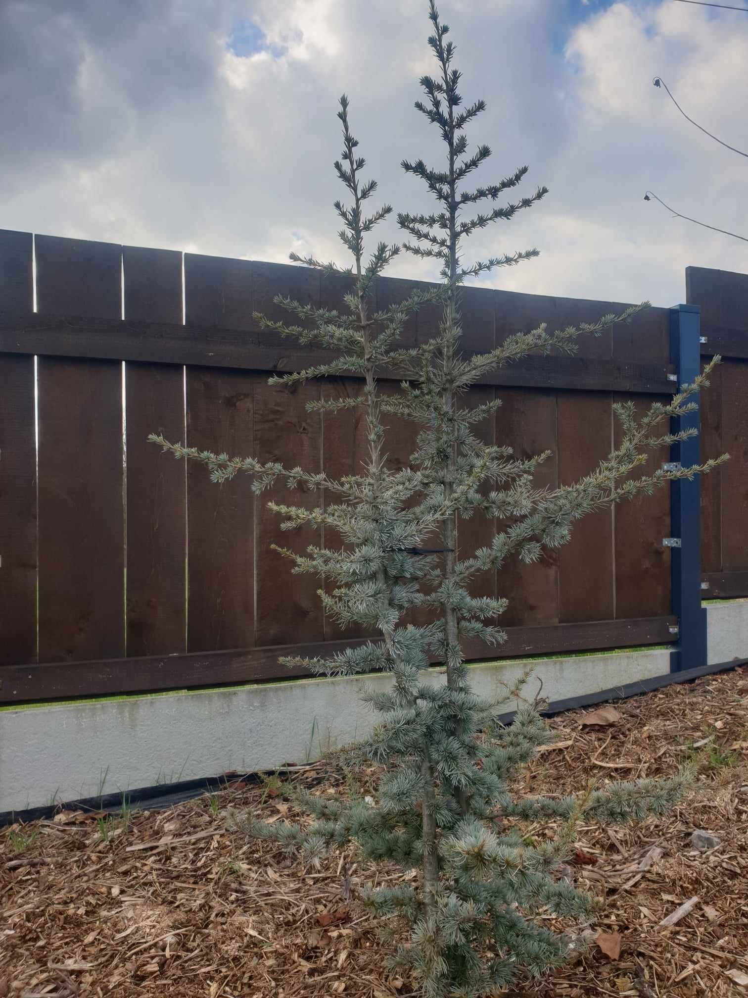 Cedr Cedrus  sadzonki 2-2,50cm wysokie.