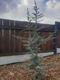 Cedr Cedrus  sadzonki 130-2m