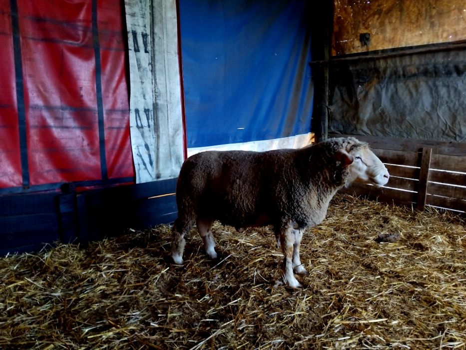 Carneiro ile de france puro