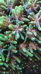 Koral LPS galaxea astreata