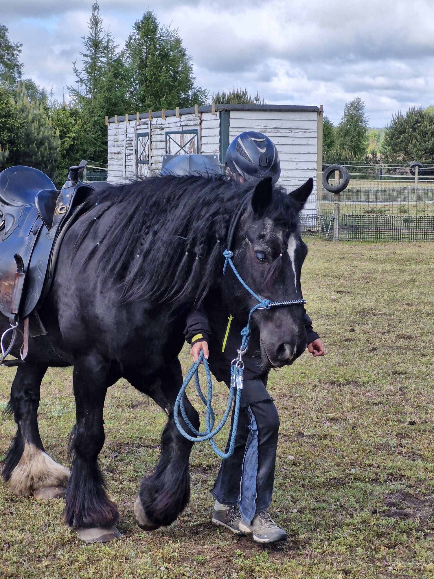 Wałach tinker gypsy cob  -rezerwacjia do 20 lipca.
