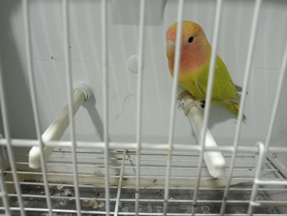 Agapórni para ceder