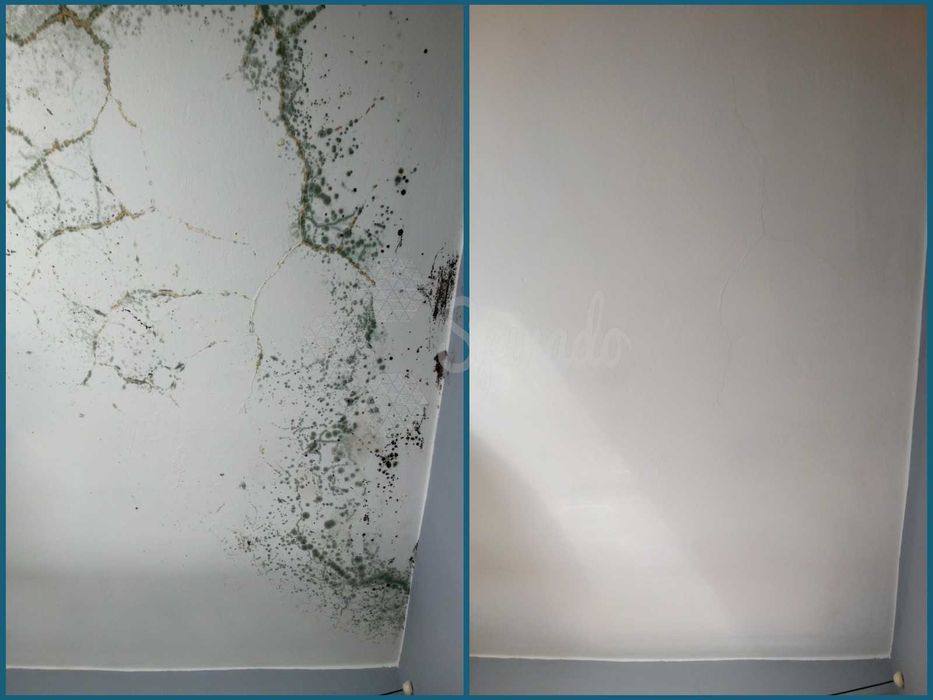 Usuwanie pleśni | Odgrzybianie ścian | Pomiar wilgotności | Termowizja