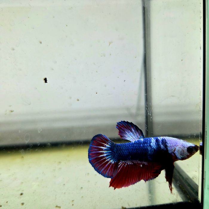 Bojownik HMPK dragon