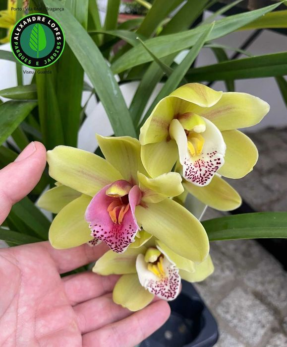 Orquídeas de exterior Cymbidium várias cores
