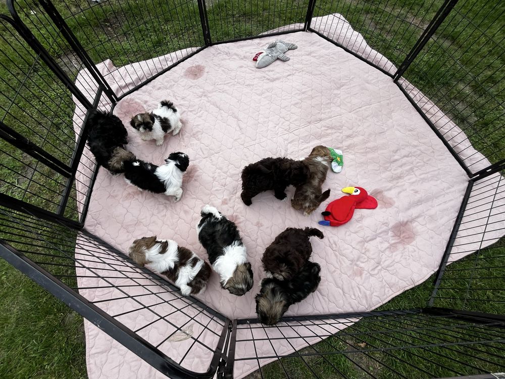 Urokliwy Piesek Shih Tzu Gotowy Do Odbioru