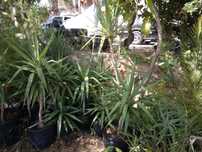 Yucas plantas com metro.