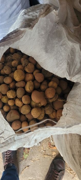 Ziemniaki drobne