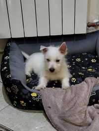 West Highland White Terrier- suczka