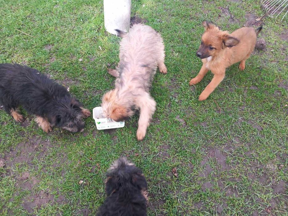 Oddam pieski za darmo