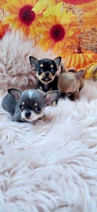 Chihuahua piękna płowa mini sunia