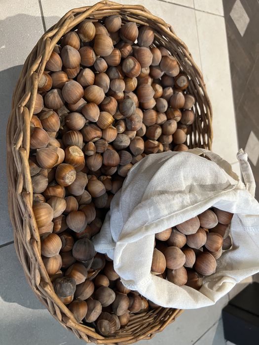 Фундук (лісовий горіх, ліщина)