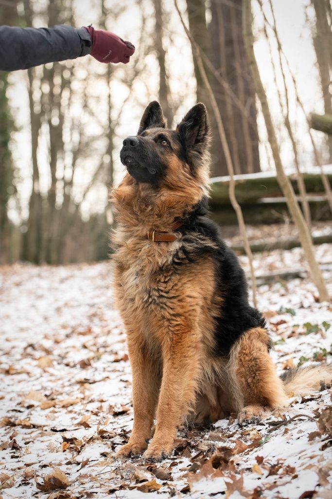 Młody Max ONek do adopcji!