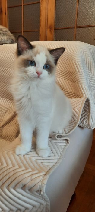 Ragdoll kocurek FPL po Championie